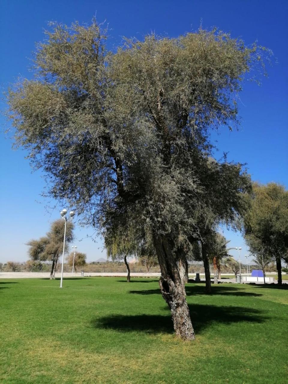 Noor Majan Camp 2* Nizwa